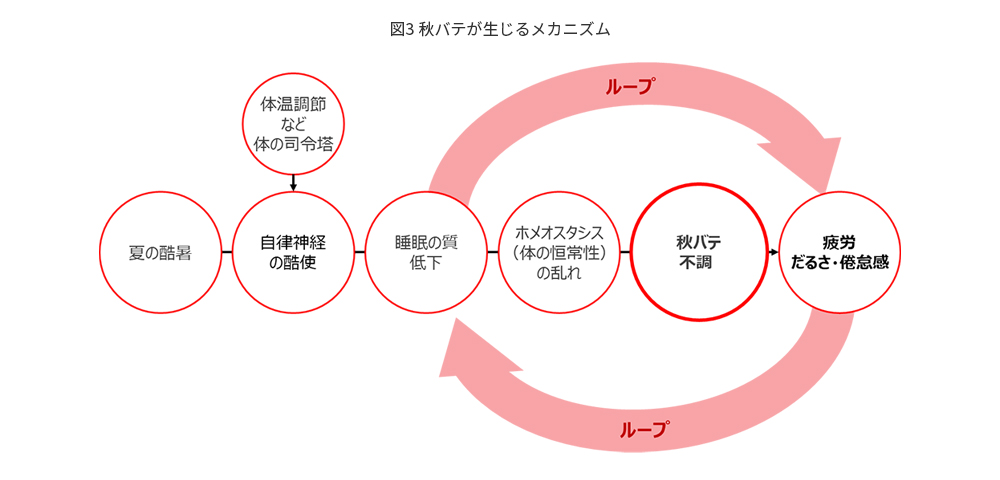 図3 秋バテが生じるメカニズム