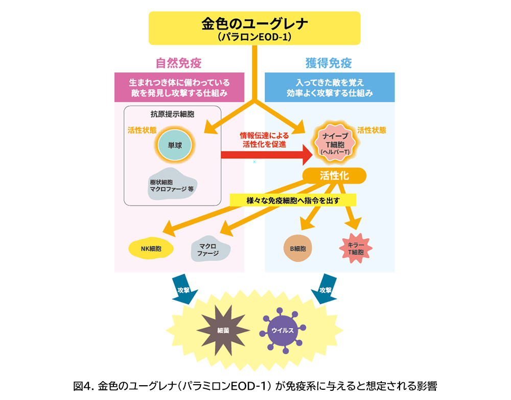 図4.金色のユーグレナ(パラミロンEOD-1)が免疫系に与えると想定される影響