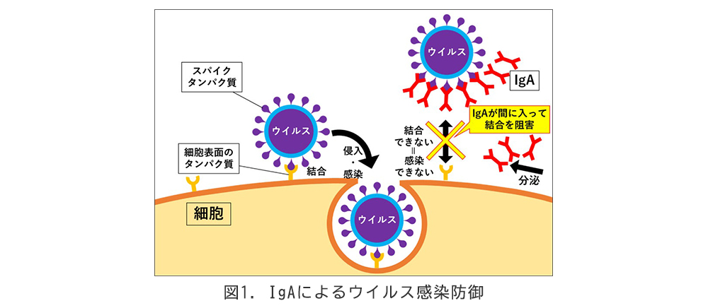 図1.IgAによるウイルス感染防御